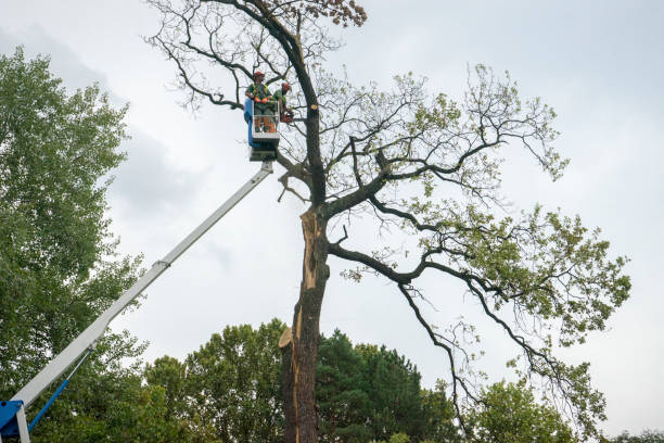 Best Storm Damage Tree Cleanup  in Summerville, SC