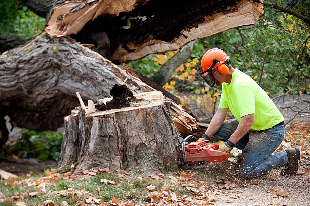 Best Lawn Grading and Leveling  in Summerville, SC