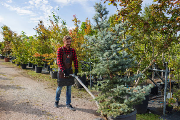 Best Tree Disease Treatment  in Summerville, SC