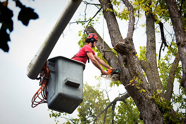 Best Root Management and Removal  in Summerville, SC