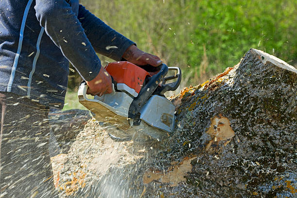 Best Tree Maintenance Programs  in Summerville, SC